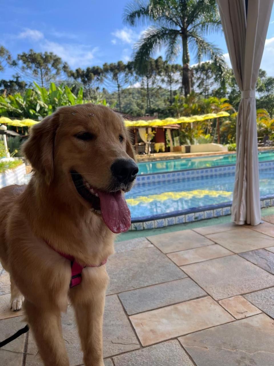 Pousada Serra Das Araucarias Petfriendly - Caofe Da Manha Pet São Roque Exterior foto