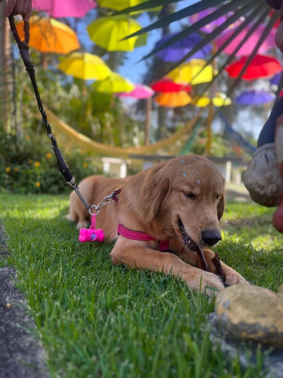 Pousada Serra Das Araucarias Petfriendly - Caofe Da Manha Pet São Roque Exterior foto